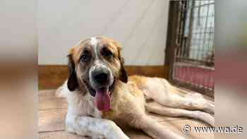 Balou „wurde leider nicht abgeholt“: Junger Fundhund will endlich ankommen