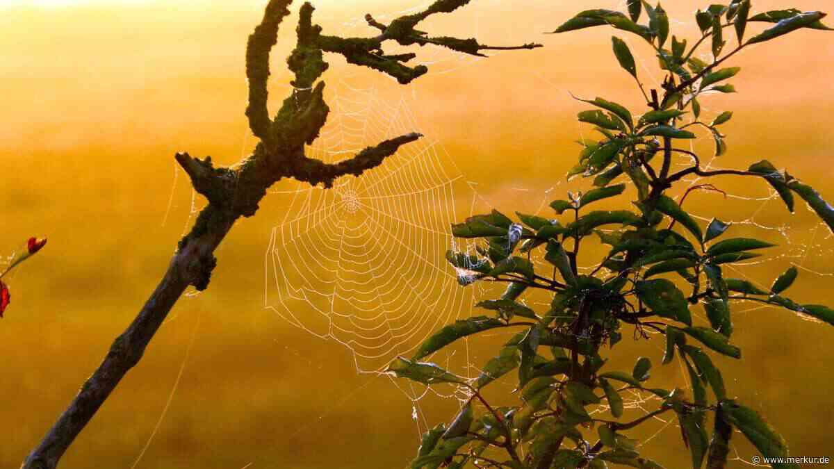 Bauernregel spricht von hartem Winter: Auf dieses Anzeichen muss man im September achten