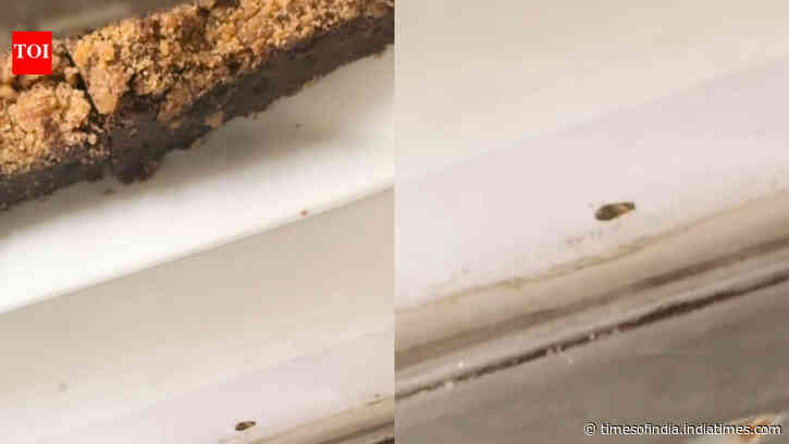 Delhi’s Big Chill Cakery faces online heat after cockroach is spotted inside dessert display