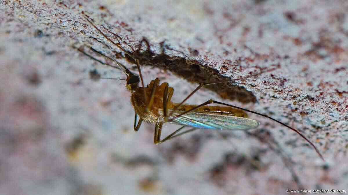 19 Tote durch West-Nil-Virus in Griechenland – Behörden stufen neue Risikogebiete ein