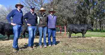 'No lulls' in 215-head catalogue at Rennylea Angus as top bulls head to Tasmania