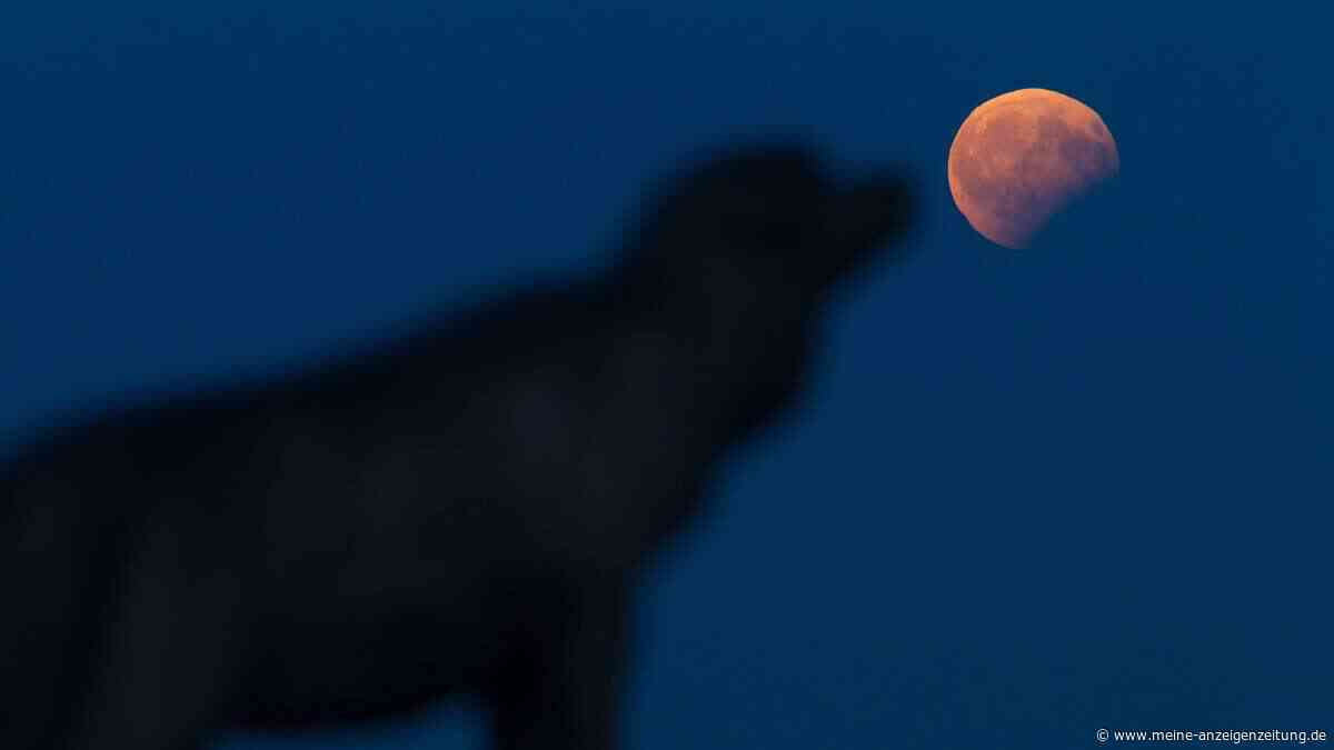 Wann ist die Mondfinsternis zu sehen? Experte nennt die beste Uhrzeit für Freitagmorgen
