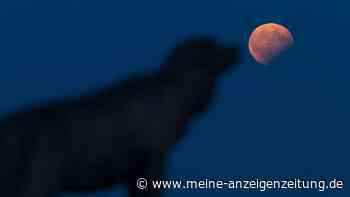 Wann ist die Mondfinsternis zu sehen? Experte nennt die beste Uhrzeit für Freitagmorgen