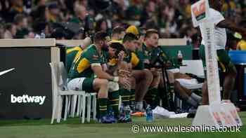 Springbok legend slams referee as Rassie Erasmus rejects meeting with official