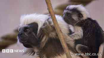 'Special' moment as three baby monkeys born at zoo