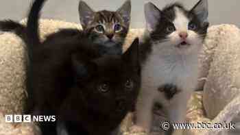 Charity 'drowning' in abandoned cats and kittens