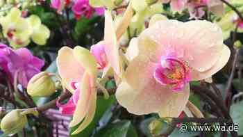 Sommer-Check für Zimmer-Orchideen: Darauf kommt es jetzt im August an