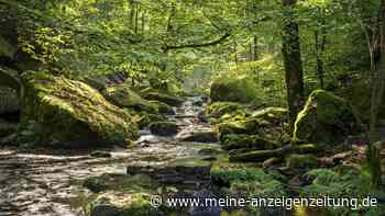 Dieser Premiumwanderweg in der Pfalz schafft es 2026 unter Deutschlands schönste