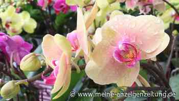 Sommer-Check für Zimmer-Orchideen: Darauf kommt es jetzt im August an