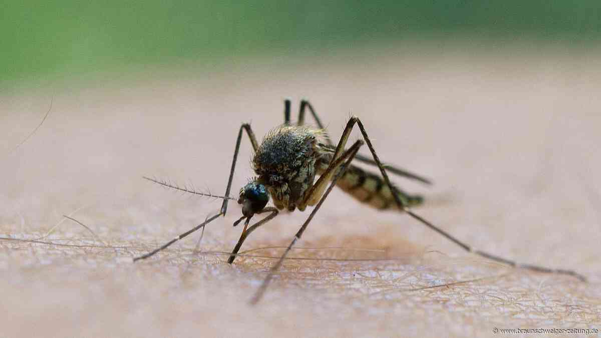 Urlaub in Griechenland: Infektionen mit dem West-Nil-Virus immer häufiger