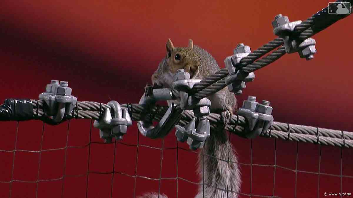 Auf Abwegen im Stadion: Eichhörnchen hält beim Baseball den ganzen Laden auf