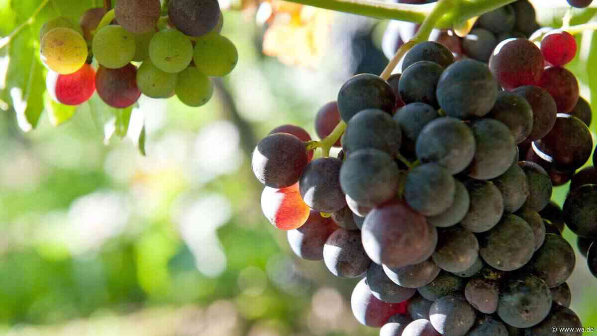Klimaerhitzung begünstigt neue Weinsorten