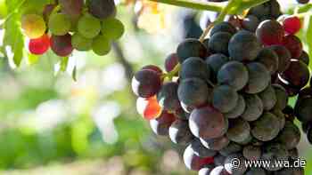 Klimaerhitzung begünstigt neue Weinsorten