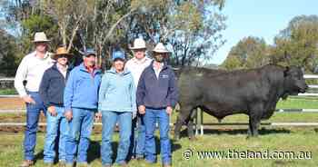 Proven genetics deliver again as Gilmandyke has successful two days of sales