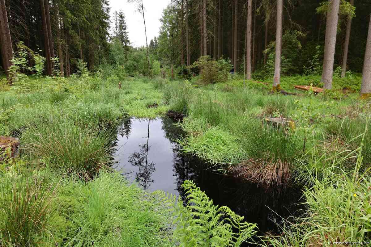 Neues Moor entsteht am Vogtlandsee: „Wir sind ein Aushängeschild für Europa“