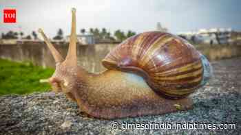 African Snail Becomes Invasive Pest: Two shells in 1847 spark spread; farmers now battle crop losses
