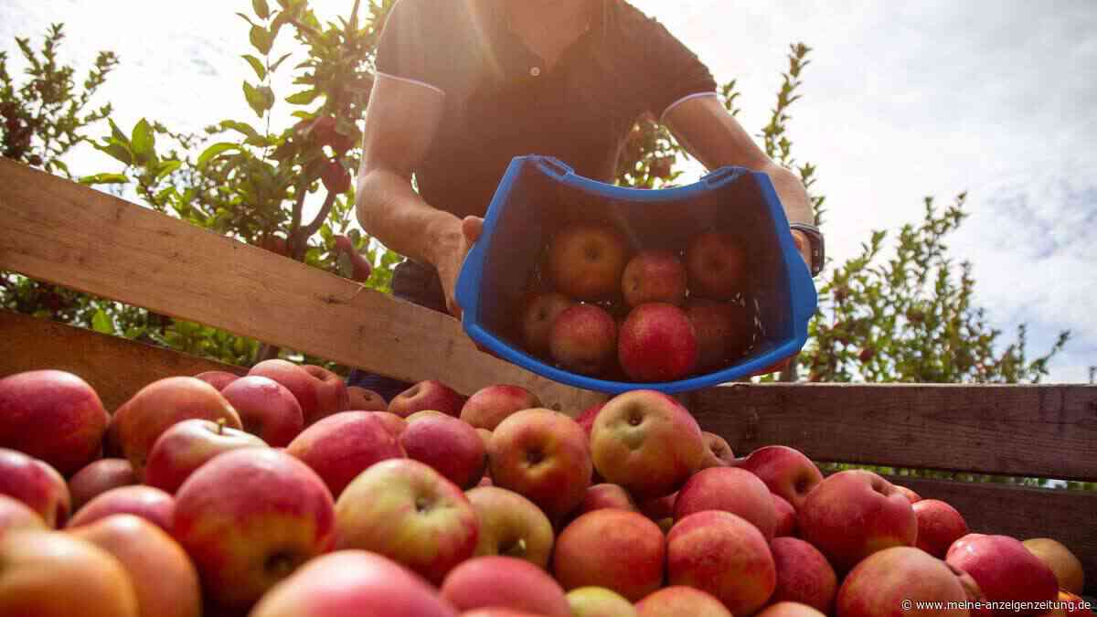 Klimawandel verändert Ernteerträge – Äpfel profitieren noch, Weizen verliert schon