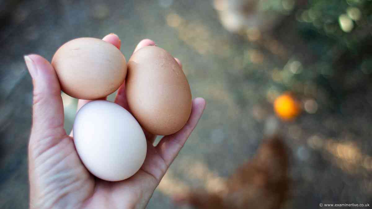 'Don't eat' warning reissued as egg poisoning cases surge to 259 with one death