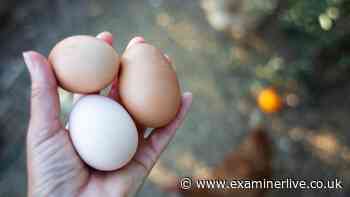 'Don't eat' warning reissued as egg poisoning cases surge to 259 with one death