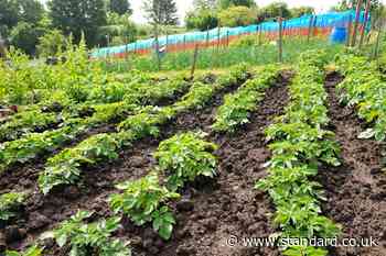 Researchers hail new approach to protecting potato crops from costly diseases