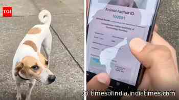 IIT Bombay gives stray dogs QR IDs; internet says ‘Dogesh Bhai is a citizen’