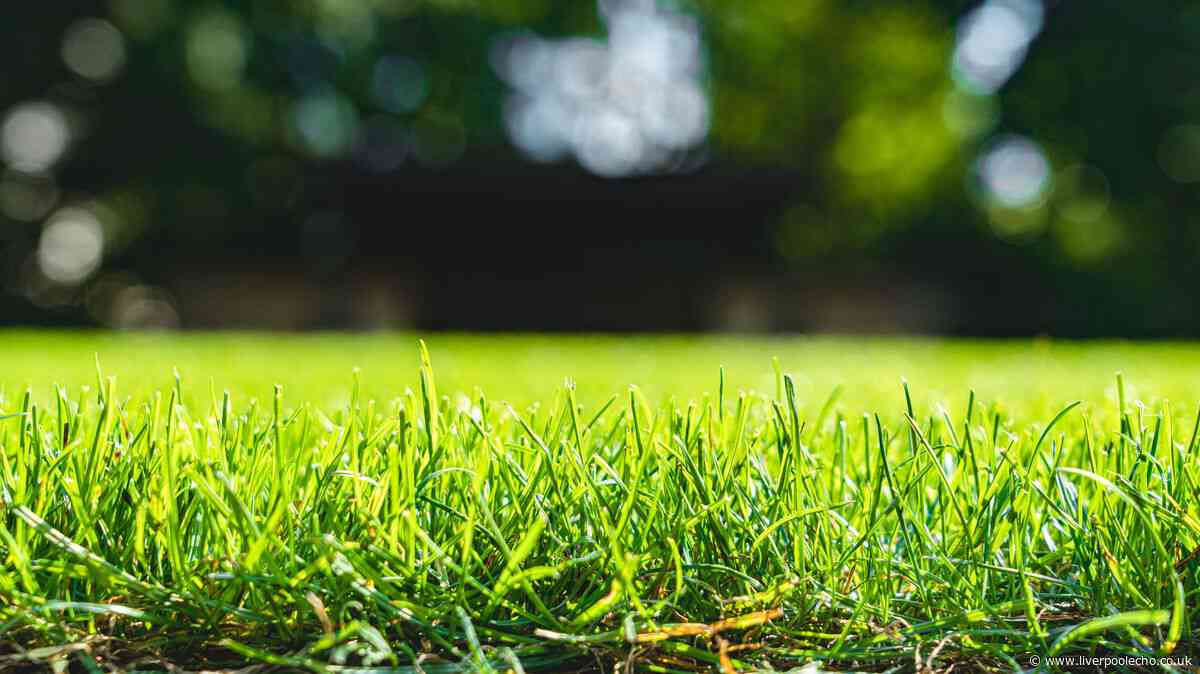 Lawns will be green again if you do one simple task now — 'ideal time'