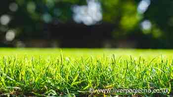Lawns will be green again if you do one simple task now — 'ideal time'