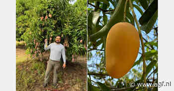 Mexicaanse mangosector zoekt nieuwe afzetmarkten na teleurstellend seizoen