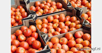"Vraag naar Spaanse tomaten komt opvallend vroeg op gang, leveranciers gereserveerd met afgeven seizoensprijzen"