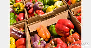 Marokko levert 95% van door Spanje geïmporteerde paprika's