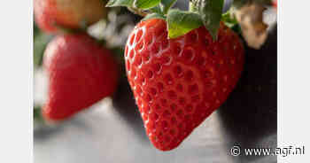 Nieuwe rassen zetten de toon voor de toekomst van de Britse zachtfruitsector