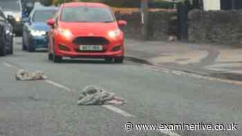 Firm breaks silence after van spills 'decaying pig guts' across M62 and street