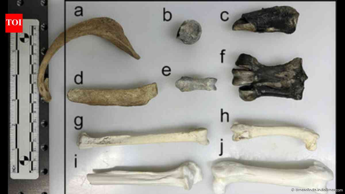 55-million-year-old penguin fossils reveal chemical clues about Antarctica before freezing