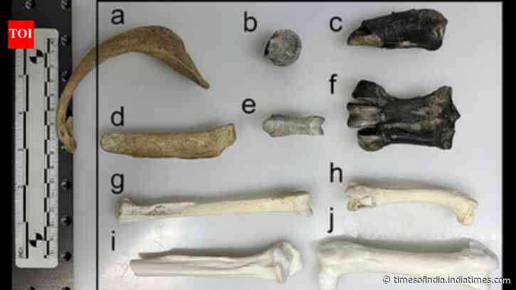 55-million-year-old penguin fossils reveal chemical clues about Antarctica before freezing
