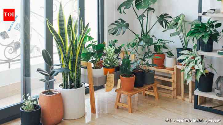 Budget DIY Entryway Upgrade: Plants and pots refresh dull doors; simple ideas use leftovers