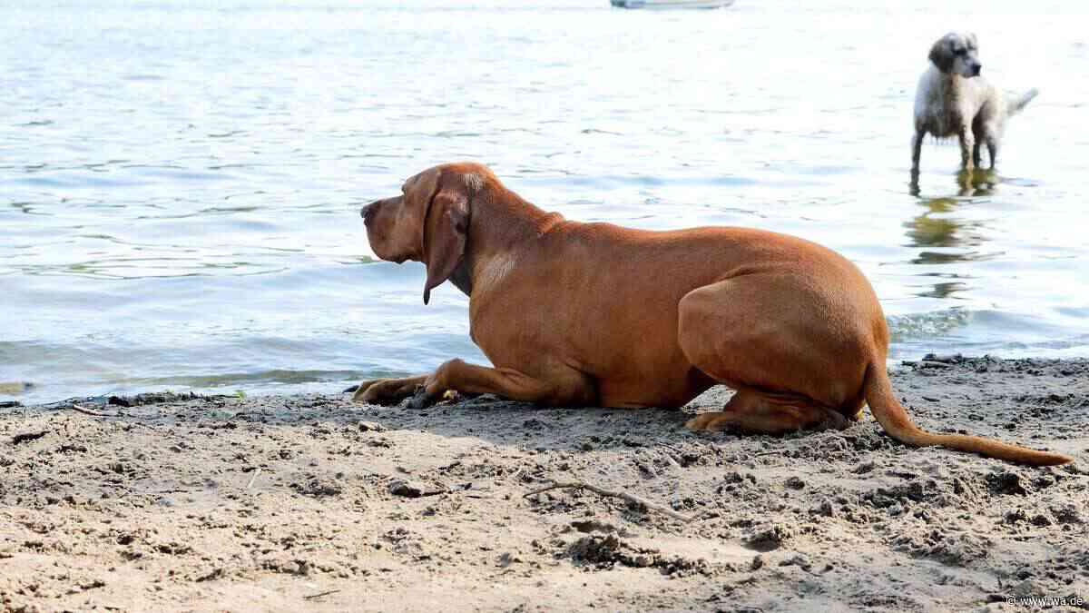 Hundestrände in spanischer Küstenstadt: Wo Vierbeiner baden dürfen – und wann Strafen drohen