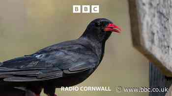 Record breeding season for the Cornish chough