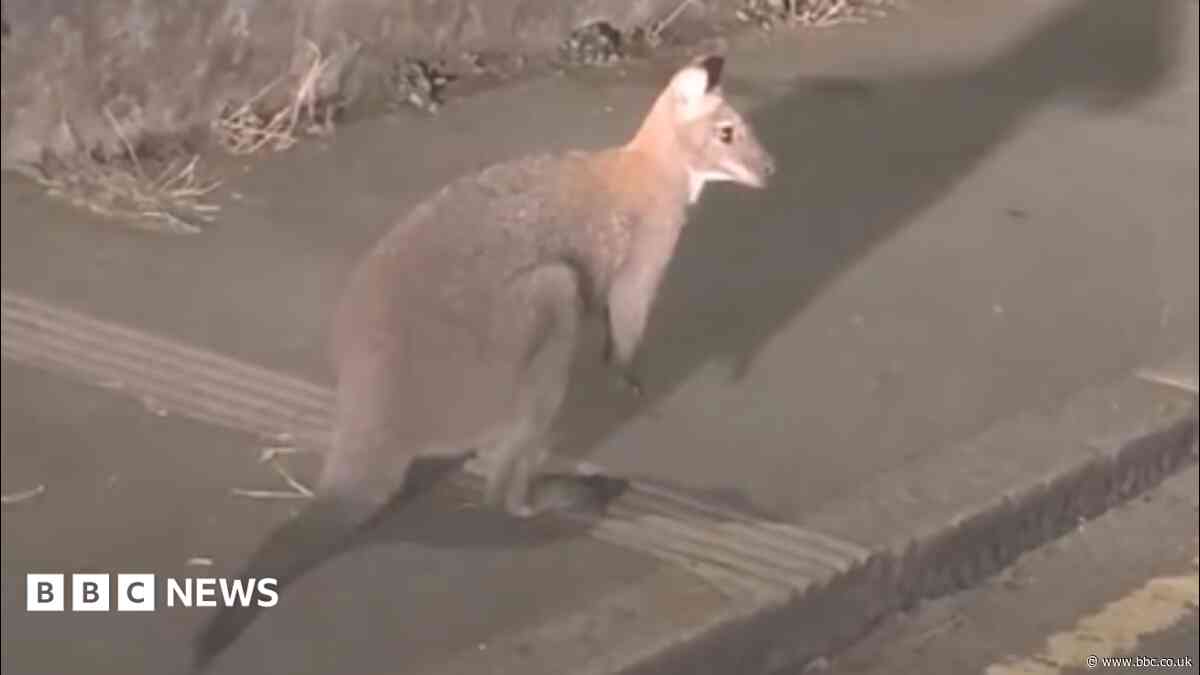 Wallaby spotted hopping through town centre