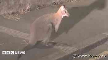 Wallaby spotted hopping through town centre