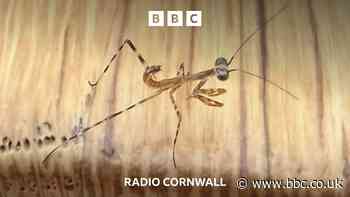 Praying Mantis could be a first for UK mainland