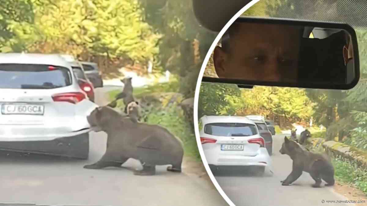 Bizarre beelden: moederbeer rukt complete bumper van auto