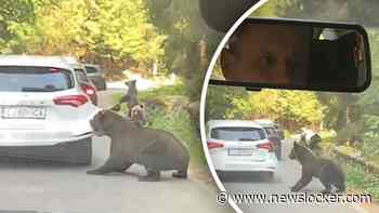 Bizarre beelden: moederbeer rukt complete bumper van auto