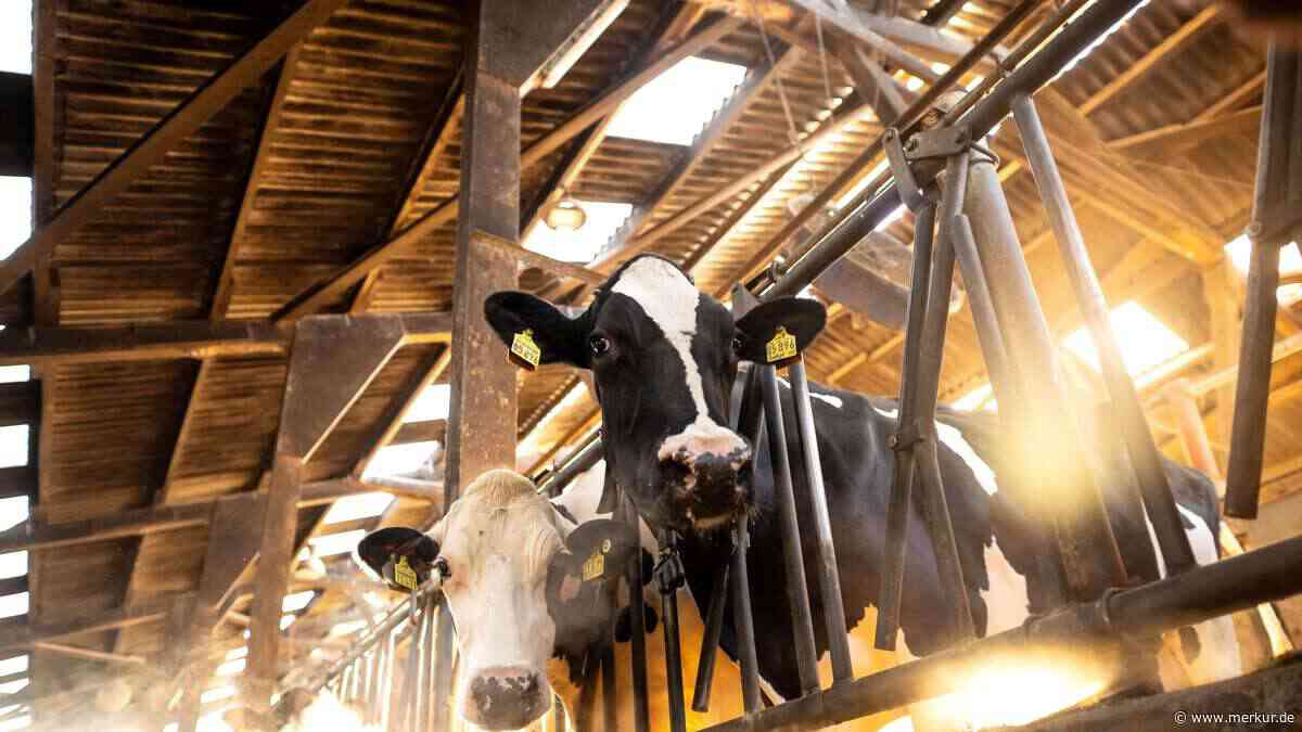 Betroffene Tiere können schielen und zucken: Eingeschleppte Tierseuche in Deutschland nachgewiesen