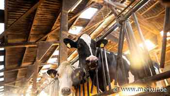 Betroffene Tiere können schielen und zucken: Eingeschleppte Tierseuche in Deutschland nachgewiesen