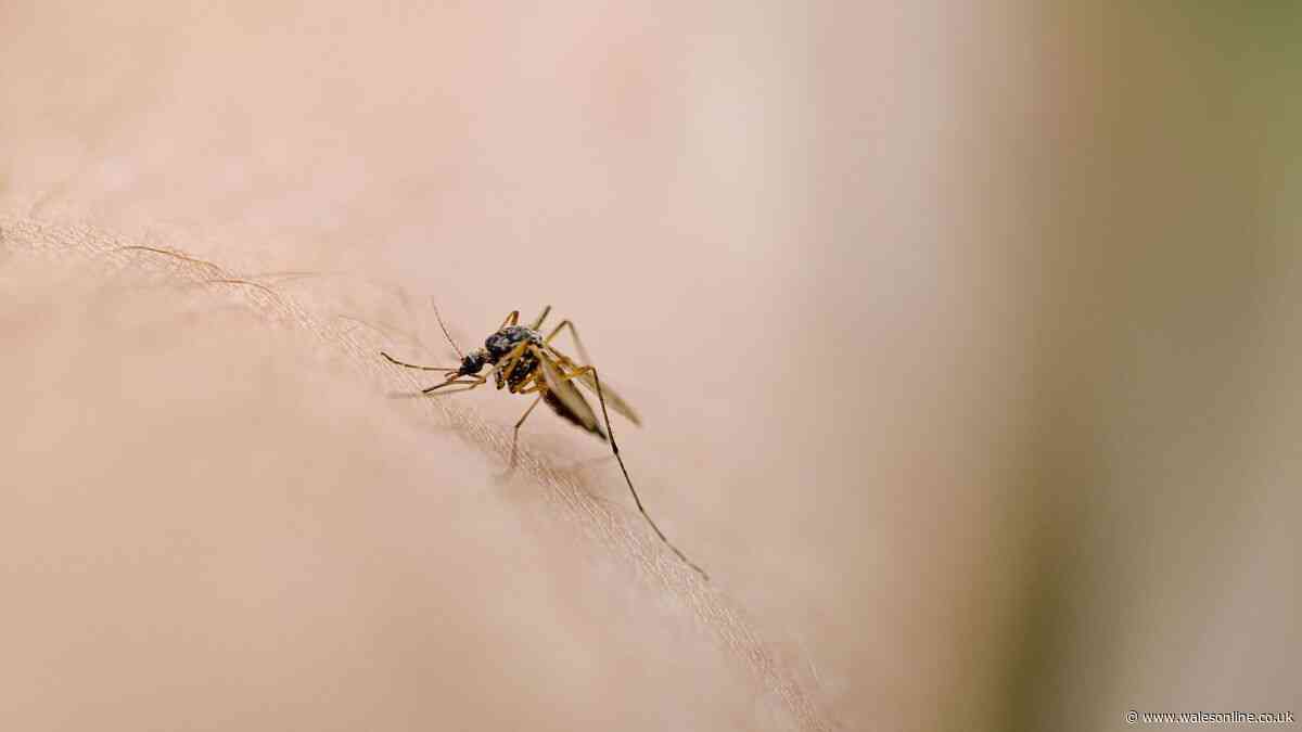 Symptoms of 'deadly infection' as airport workers dead from suspected mosquito on plane