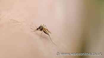 Symptoms of 'deadly infection' as airport workers dead from suspected mosquito on plane