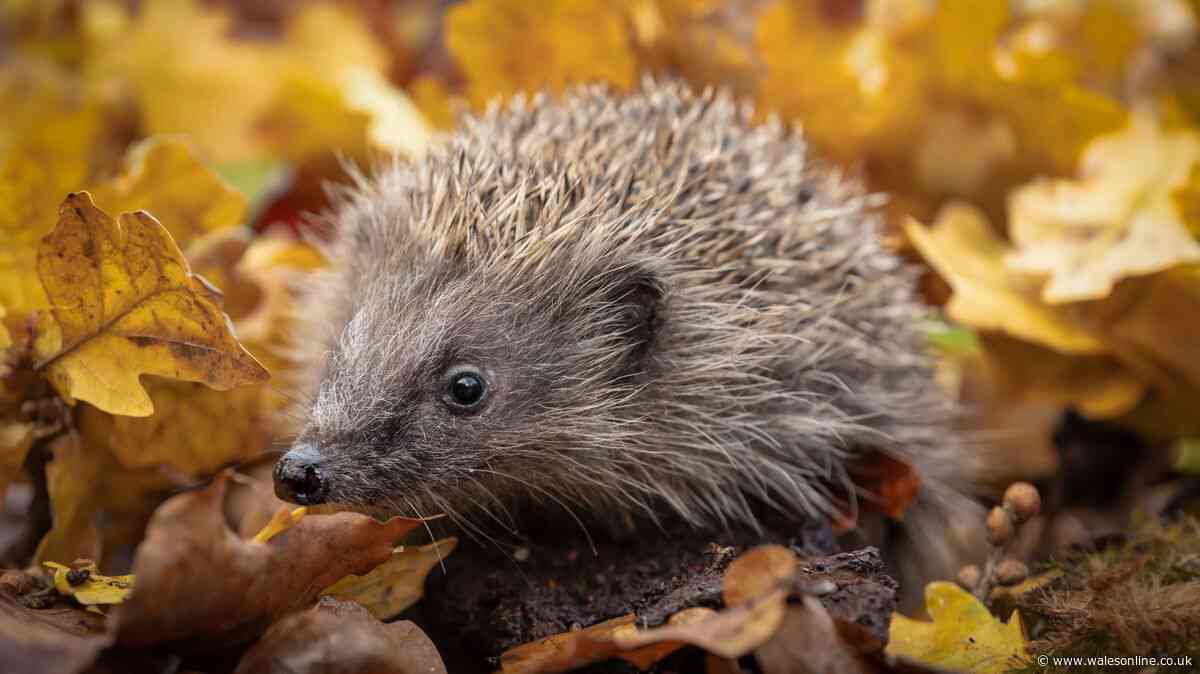 Woman's kind gesture after finding hedgehog walk towards busy street at 8am