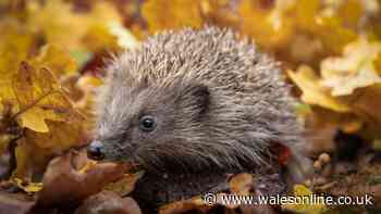 Woman's kind gesture after finding hedgehog walk towards busy street at 8am