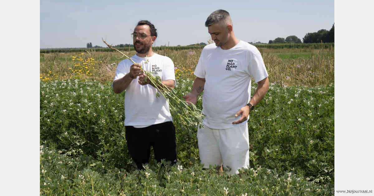 Lekker Lupine en No Mad Plant Co. krijgen VABIOLA-subsidie voor Nederlandse bio-lupine