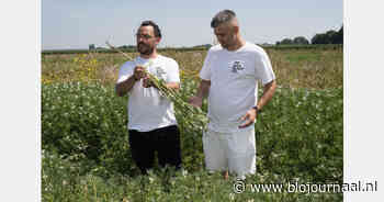 Lekker Lupine en No Mad Plant Co. krijgen VABIOLA-subsidie voor Nederlandse bio-lupine